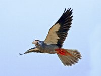 71 - AMUR FALCON WITH GRASSHOPPER 2 - EAST JOHN R. - cyprus